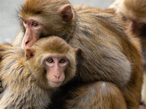 gay monkeys porn|Gay Behaviors Are Common in Monkeys and May Give Them an .